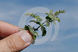 Green fresh plant tip of Mint, possibly Mentha Spicata or Mentha Piperita, held in fingertips.