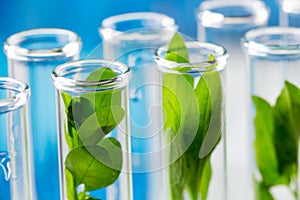 Green fresh plants grown up in test tubes in laboratory.