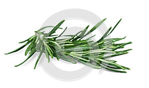 Fresh green sprig of rosemary isolated on a white