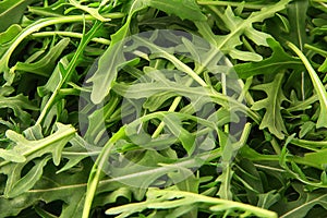 Green fresh rucola background. Rocket salad or arugula.