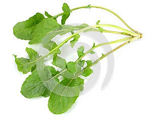 green fresh rucola leaves isolated on white background. Rocket salad or arugula.