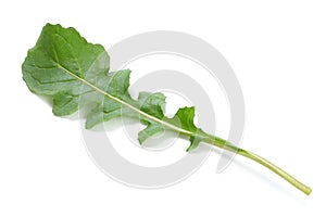 green fresh rucola leaves isolated on white background. Rocket salad or arugula.