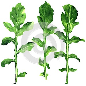 Green fresh rukkola, rucola or arugula leaf, organic green leaves, set of rocket salad isolated, hand drawn watercolor