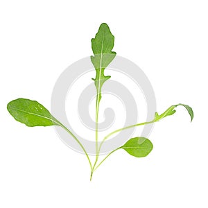 Green fresh rukola isolated on white background