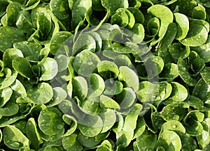 Green fresh salad in the garden photo