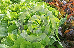 Green fresh salad in the garden photo