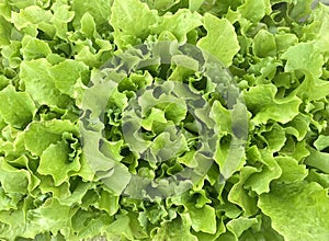 Green fresh salad. Green leaf salad texture.