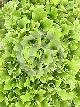 Green fresh salad. Green leaf salad texture.