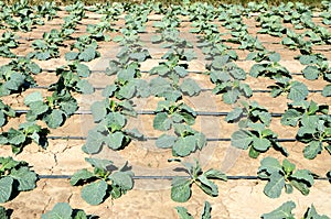 Green and fresh Savoy cabbage growing on irrigated field. Cultivated cabbage growing in garden. Fresh Cabbage leaves. Salad plant.