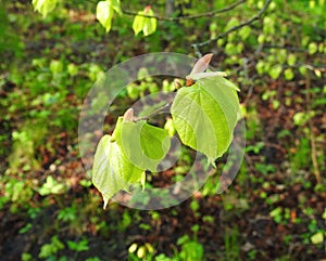 Green fresh spring tree leaves, Lithuania