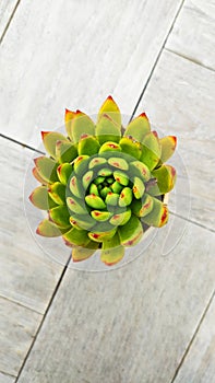 Green fresh Succulent echeveria plant pot on wooden plank background - Floral and beautiful detail - Flat lay