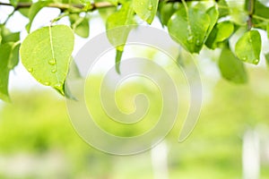 Green fresh succulent tree leaves with dew drops and selective focus on blurred nature garden from below during positive sunny day