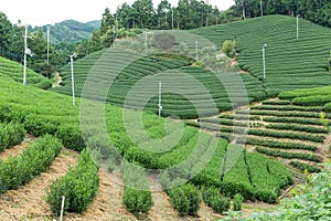 Green fresh tea farm