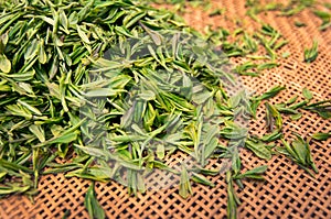 Green fresh tea leaves