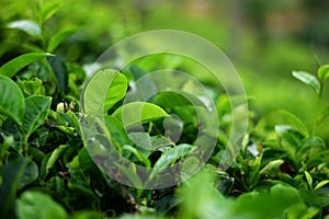 green fresh Tea tree bushes