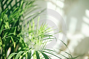 Green fresh tropical houseplant palm leaves with blurred light and shadow wall background