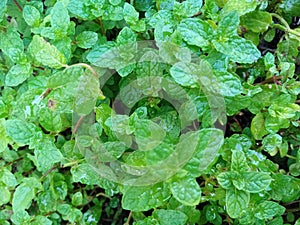 Green Fresh watered Mint