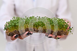 green fresh white mustard grass, on linen mats