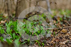 fresh wild garlic in the forest photo