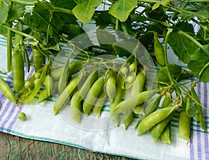 Green freshly picked pea pods and stems
