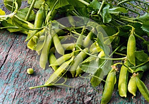 Green freshly picked pea pods and stems