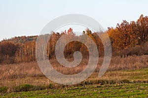 The green of the freshly sprouted wheat and the gold of the leaves that foretell the winter together with the dry hay form a speci