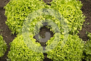 Green Fried Lettuce Quartet in the Field