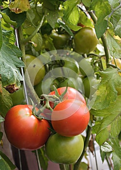 Green Fried Tomatos