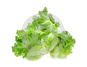 Green frillice iceberg lettuce isolated on white