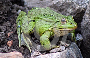 Green frog