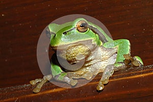Grün Frosch 