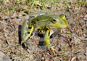 Green frog