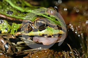 Green frog