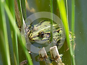 Green frog