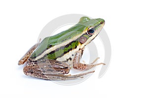 Green frog