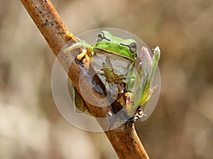 Green frog