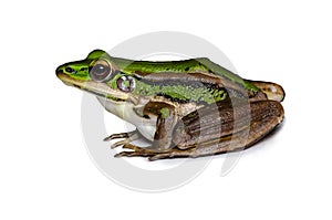 Green frog