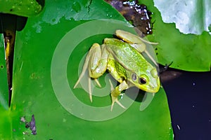 A green frog