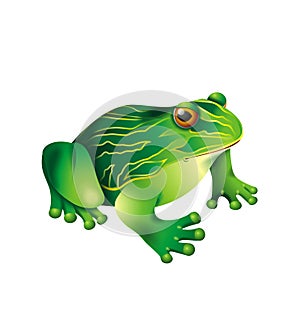 Green frog photo