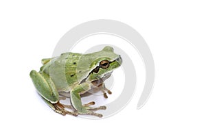 Green Frog