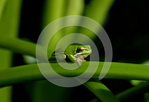 Green Frog