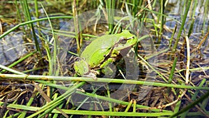 Green frog