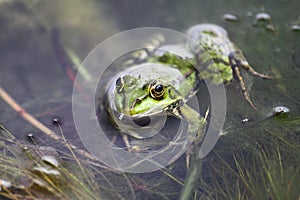 A green frog also known as the common water frog or edible frog in a pond with some foliage