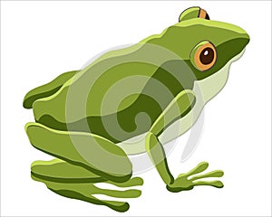 Green Frog Amphibious Animal photo