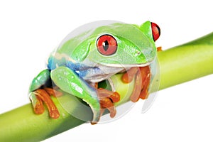 Green Frog on Bamboo