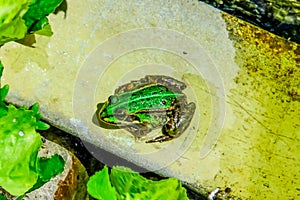 A green frog is basking in the sun on the shore of a water reservoir