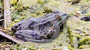 Green frog in the bog