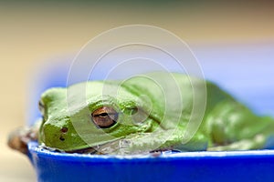 Green frog in bowl of water