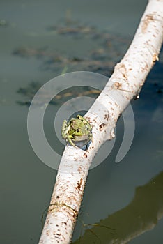 Green frog on branch