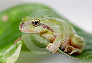 Green frog with bulging eyes golden